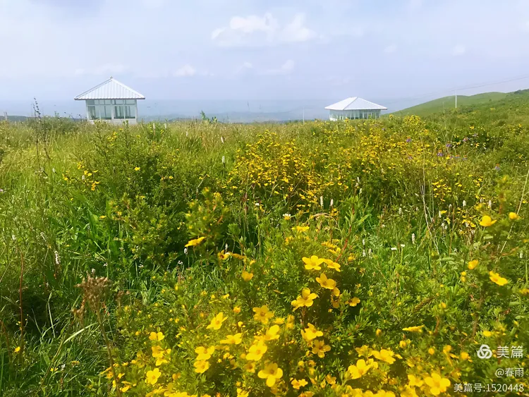 积石山黄草坪